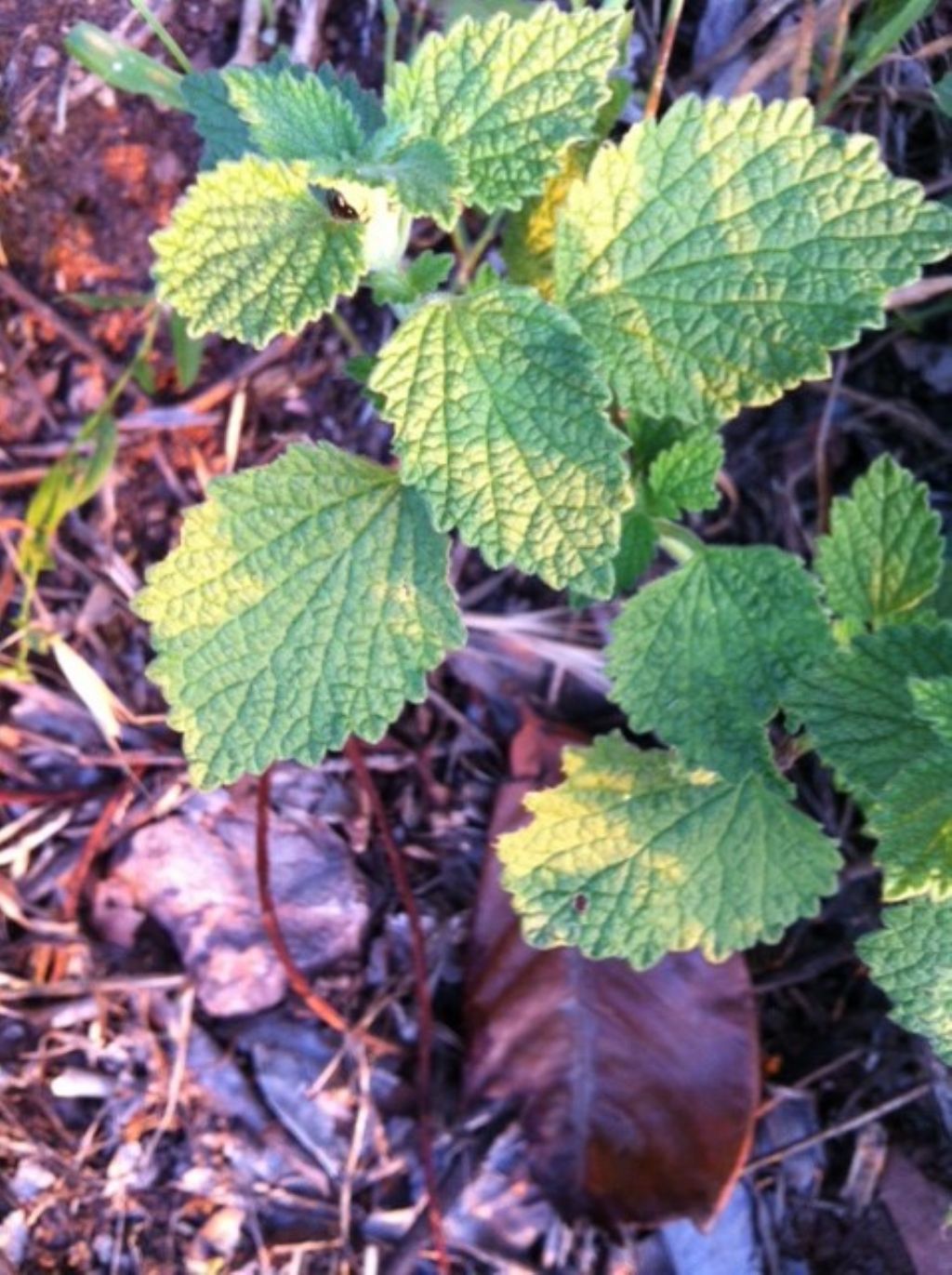 Marrubium sp.